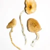 Buy golden teacher mushrooms uk, Psilocybe cubensis penis envy York, Penis envy spore for sale, Penis envy mushrooms price, What type of mushroom is penis